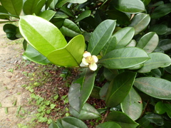 Eugenia liberiana