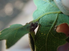 Neuroterus saltatorius