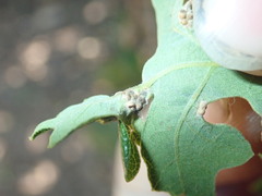 Neuroterus saltatorius