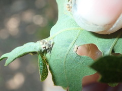 Neuroterus saltatorius