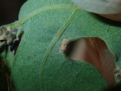 Neuroterus saltatorius