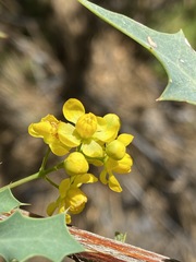 Berberis higginsiae