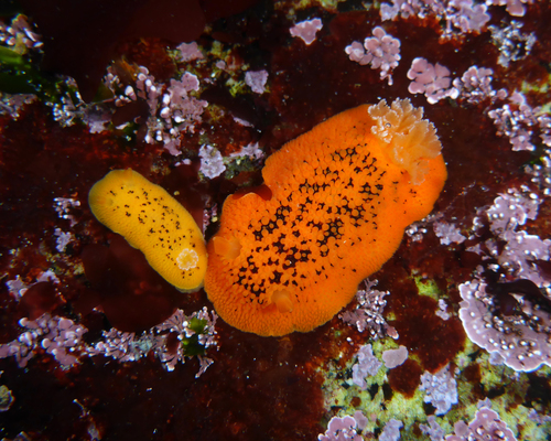 Noble Dorid