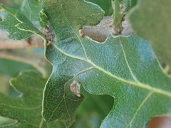 Neuroterus saltatorius