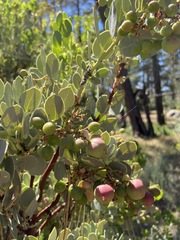 Arctostaphylos peninsularis
