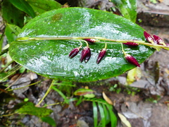 Pleurothallis restrepioides
