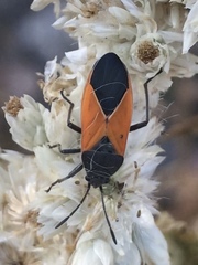 Melanopleurus bicolor