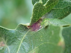 Neuroterus saltatorius