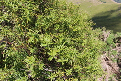 Veronica strictissima