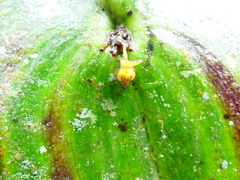 Pleurothallis cordata
