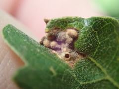 Neuroterus saltatorius