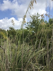 Ampelodesmos mauritanicus