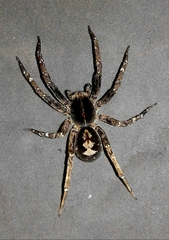 Ctenus ornatus