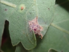 Neuroterus saltatorius