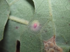 Neuroterus saltatorius