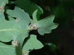 Neuroterus saltatorius