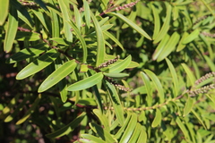 Veronica strictissima