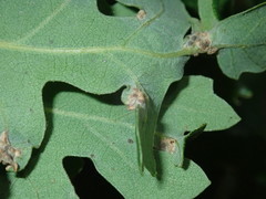 Neuroterus saltatorius