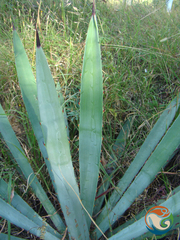 Agave angustifolia rubescens