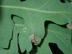 Neuroterus saltatorius