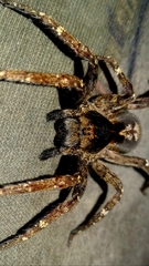 Ctenus ornatus