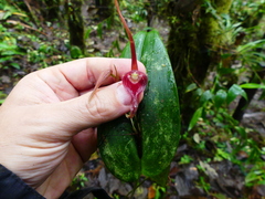 Pleurothallis ruberrima
