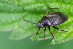 Capsus