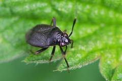 Capsus