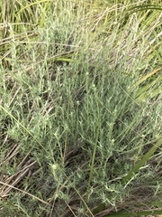 Helichrysum italicum