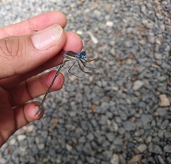 Archilestes