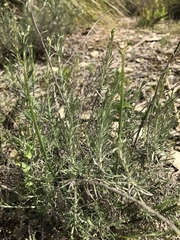 Helichrysum italicum