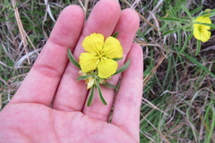 Oenothera serrulata