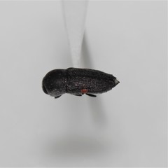 Paratyndaris acaciae