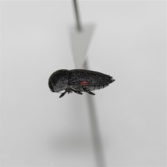 Paratyndaris acaciae