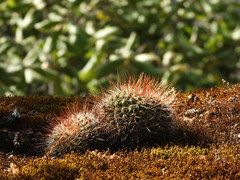 Mammillaria scrippsiana