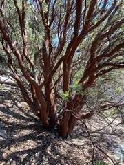 Arctostaphylos peninsularis
