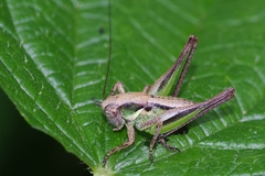 Platycleis grisea