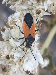 Melanopleurus bicolor