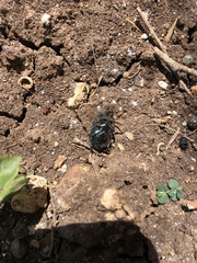 Euphoria sepulcralis