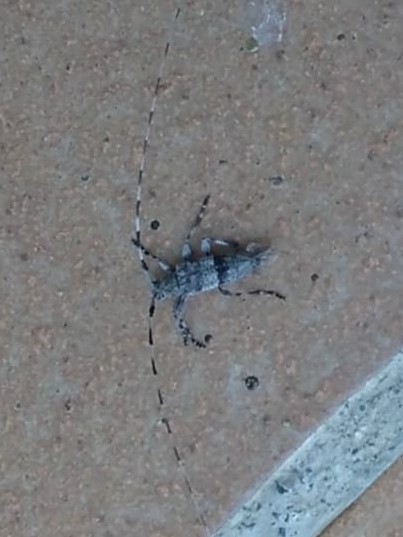 Acanthocinus hispanicus
