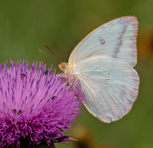 Large Orange Sulphur