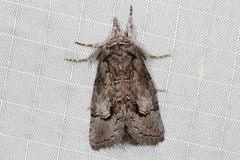 Gallaba eugraphes
