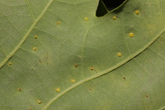 Neuroterus quercusbaccarum