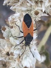Melanopleurus bicolor