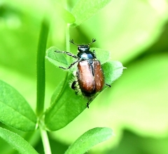 Phyllopertha horticola
