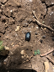 Euphoria sepulcralis