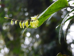 Pleurothallis restrepioides