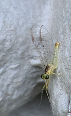 Stenacron interpunctatum heterotarsale