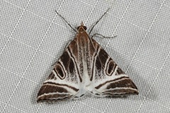 Phrataria replicataria
