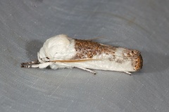 Cryptophasa albacosta